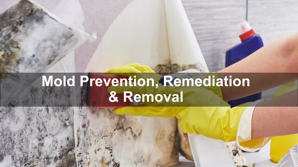 Mold Prevention, Remediation & Removal